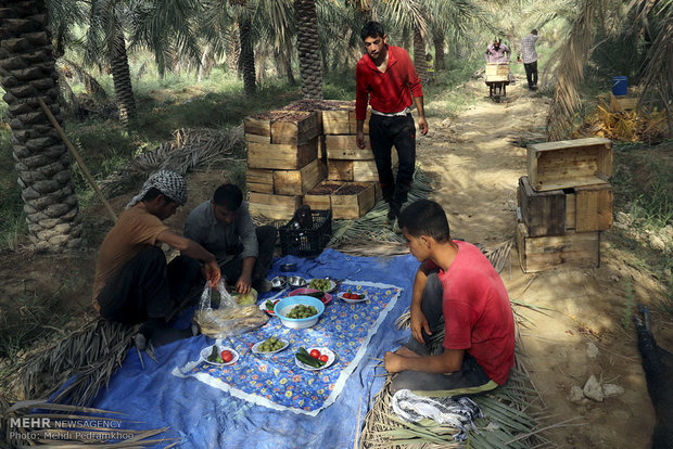 Dates harvest in south of Iran