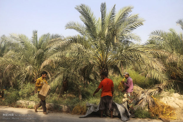 Dates harvest in south of Iran