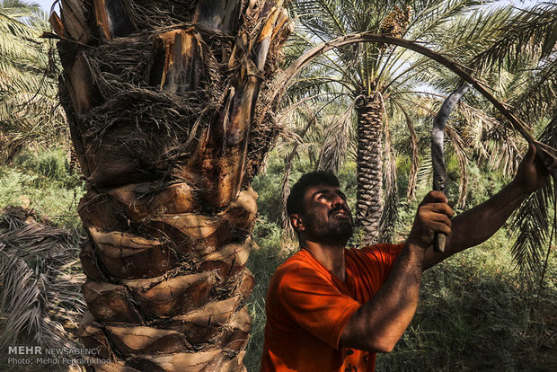 Dates harvest in south of Iran