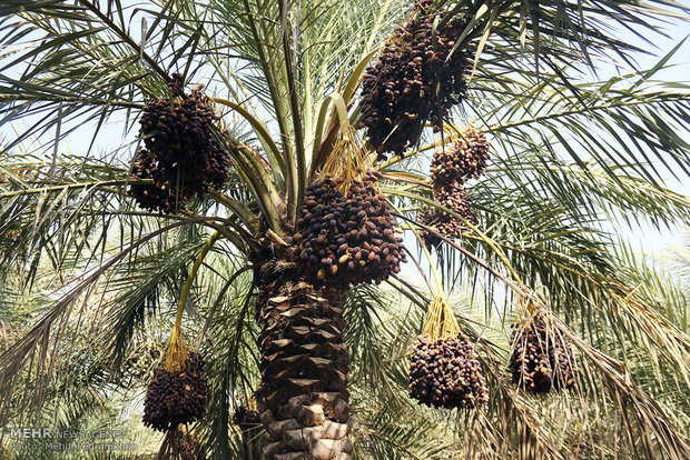 ۸۵ هزار درخت نخل از سوی یک خیر اهدا شد برداشت خرمای استعمران از نخلستانهای شادگان
