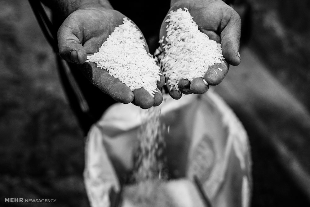 محکومیت بیش از ۲ میلیارد ریالی مدیر یک کارخانه برنجکوبی در گیلان محکومیت بیش از ۲ میلیارد ریالی مدیر یک کارخانه برنجکوبی در گیلان