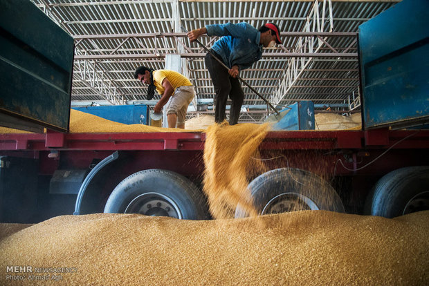۲۸۲ میلیارد تومان از مطالبات گندم کاران خراسان شمالی پرداخت شد   گندم