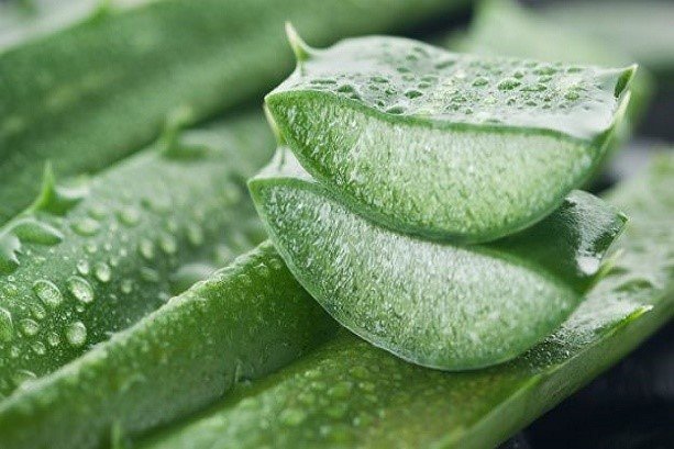 Aloe Vera leaf helps eliminate pollution 