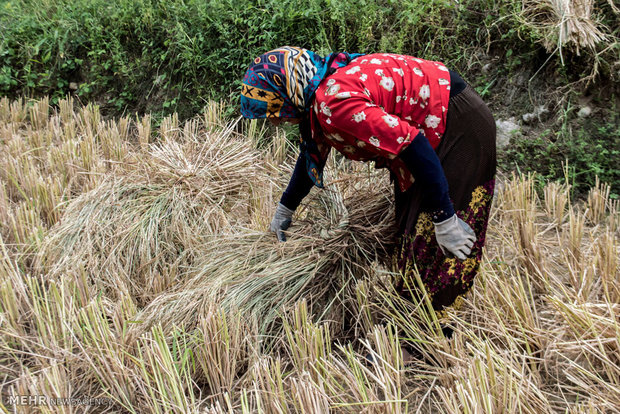 برداشت برنج از شالیزارهای قزوین آغاز شد