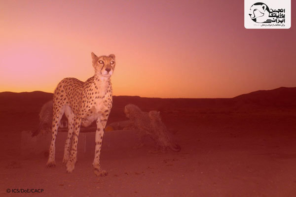 چیتا