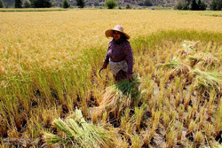 ۹۵ درصد کشاورزی ایران خصوصی است