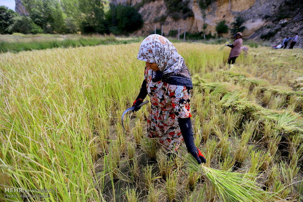 برداشت شالیزار های گرگان