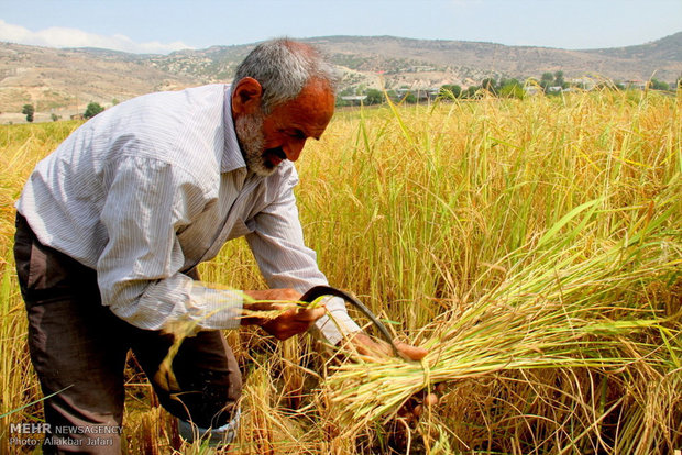حصاد الأرز يدوياً في شمال ايران