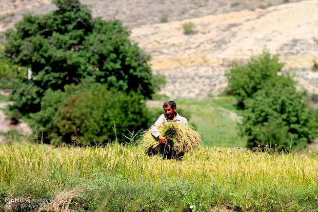 حصاد الأرز يدوياً في شمال ايران