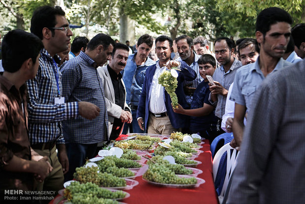 المهرجان الرابع لعناقيد العنب في همدان