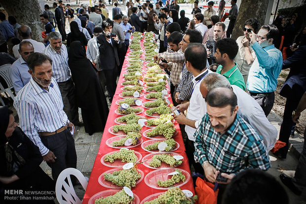المهرجان الرابع لعناقيد العنب في همدان