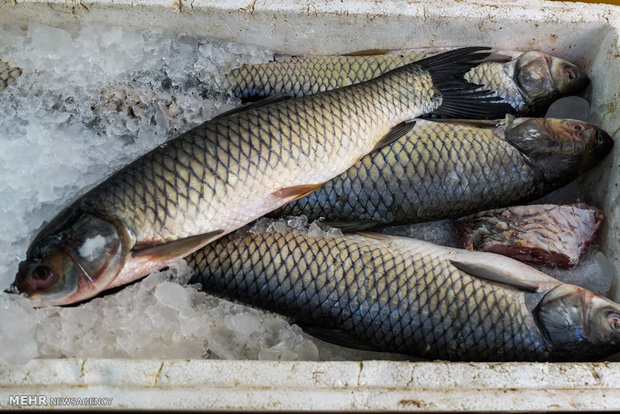 کاهش ۱۰۰۰ تومانی نرخ ۱۳ نوع ماهی در بازار