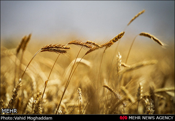 تولید گندم در خراسان شمالی ۸۳ درصد افزایش یافت