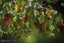 فصل برداشت انگور در ارومیه