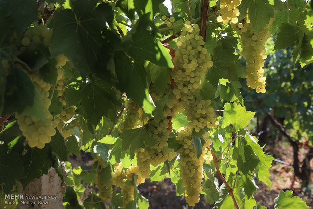 طرح فراز در ۳۲۰ هکتار از تاکستانهای زنجان اجرا شده است  طرح فراز در ۳۲۰ هکتار از تاکستانهای زنجان اجرا شده است