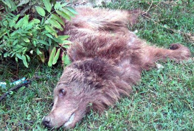 خرس قهوه‌ای با گلوله در جنگل های بندرگز کشته شد