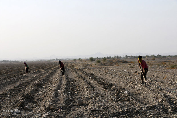 موانع بزرگ بر سر راه کشاورزی ایلام/ خشکسالی بزرگترین مانع رشد است