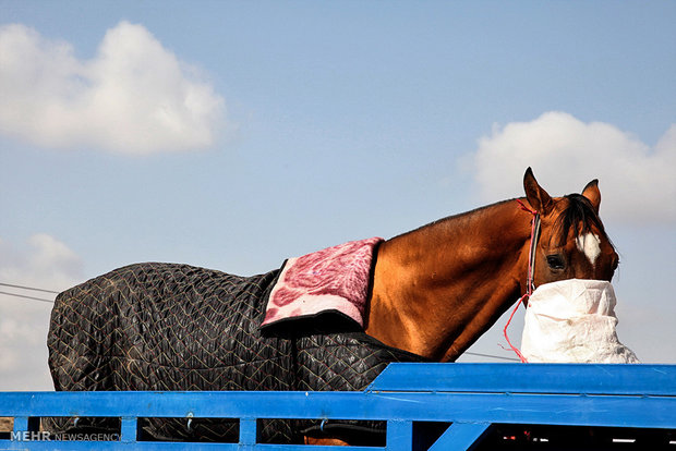 1st Regional Turkmen Horse Beauty Festival 