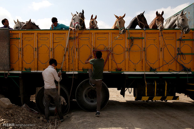 1st Regional Turkmen Horse Beauty Festival 