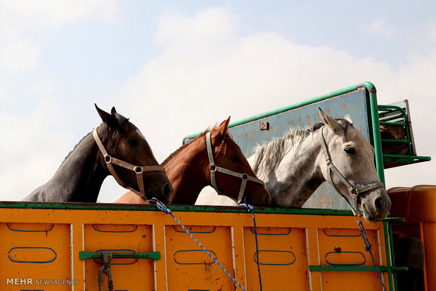 1st Regional Turkmen Horse Beauty Festival 