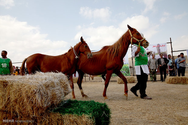 1st Regional Turkmen Horse Beauty Festival 