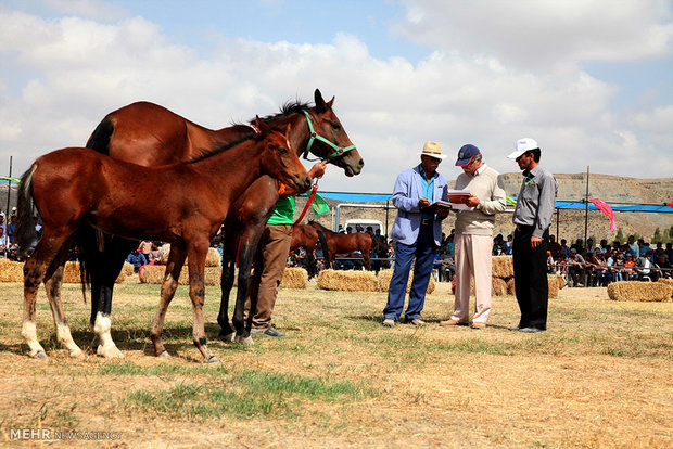 1st Regional Turkmen Horse Beauty Festival 