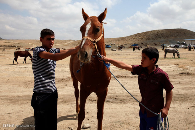 1st Regional Turkmen Horse Beauty Festival 