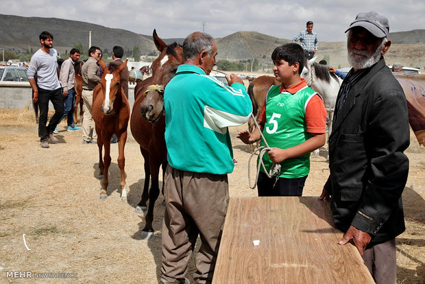 1st Regional Turkmen Horse Beauty Festival 