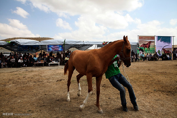 1st Regional Turkmen Horse Beauty Festival 