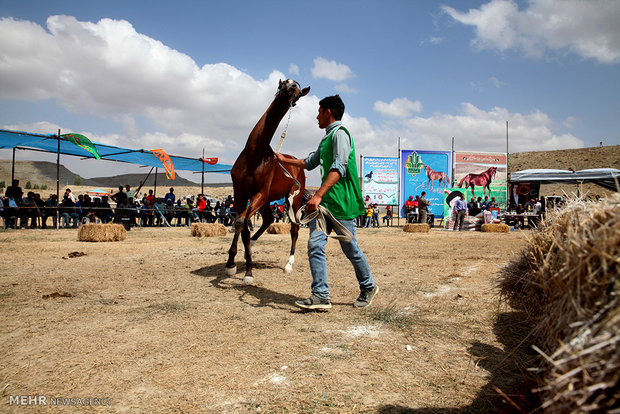 1st Regional Turkmen Horse Beauty Festival 