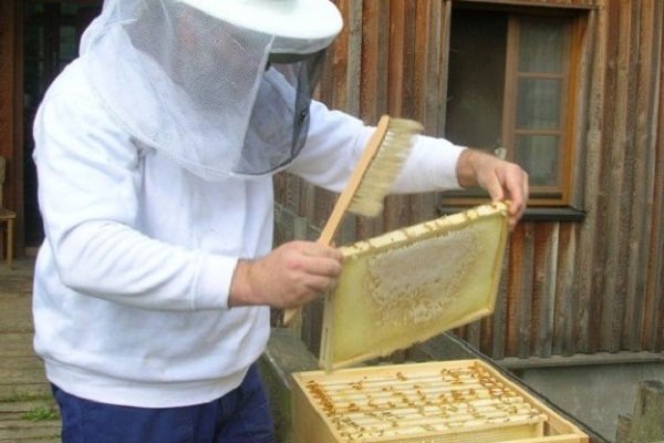 گیلان پنجمین تولیدکننده عسل کشور است/ افزایش 10 درصدی تولید