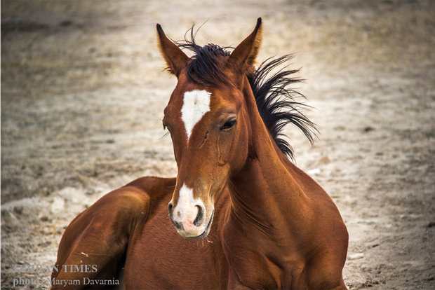 Noble Turkmen horse splendor festival makes debut in northeastern Iran