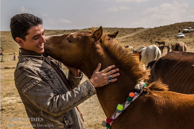 Noble Turkmen horse splendor festival makes debut in northeastern Iran