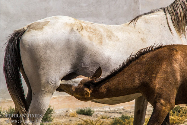 Noble Turkmen horse splendor festival makes debut in northeastern Iran
