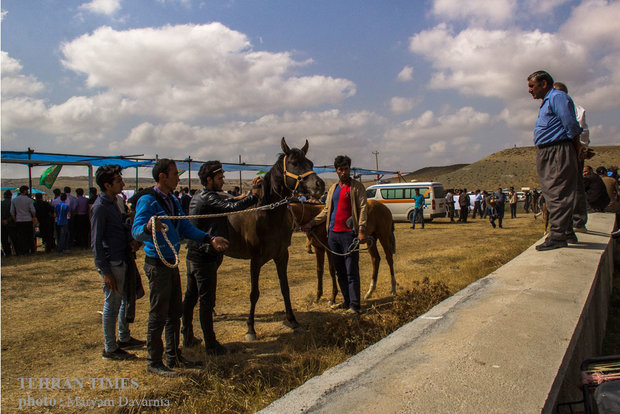 Noble Turkmen horse splendor festival makes debut in northeastern Iran