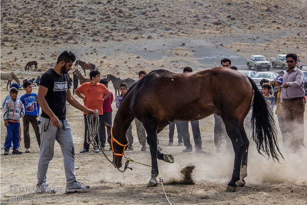 Noble Turkmen horse splendor festival makes debut in northeastern Iran