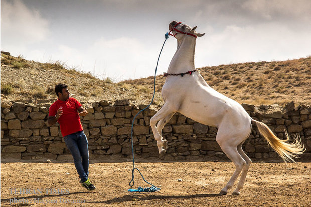Noble Turkmen horse splendor festival makes debut in northeastern Iran