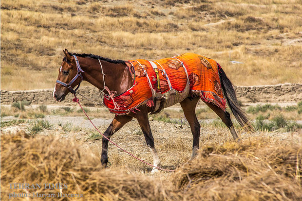 Noble Turkmen horse splendor festival makes debut in northeastern Iran