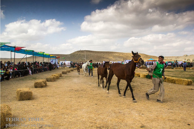 Noble Turkmen horse splendor festival makes debut in northeastern Iran