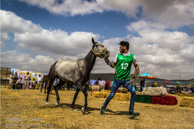 Noble Turkmen horse splendor festival makes debut in northeastern Iran