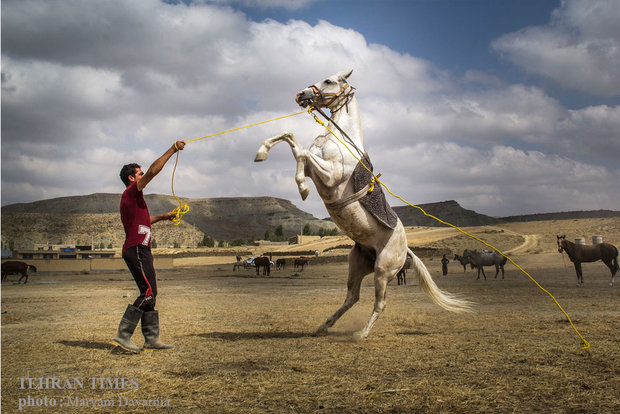 Noble Turkmen horse splendor festival makes debut in northeastern Iran