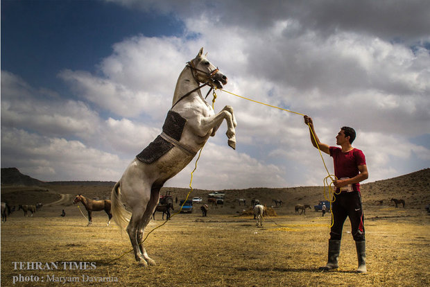 Noble Turkmen horse splendor festival makes debut in northeastern Iran
