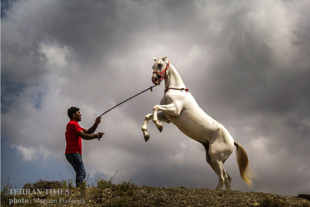 Noble Turkmen horse splendor festival makes debut in northeastern Iran
