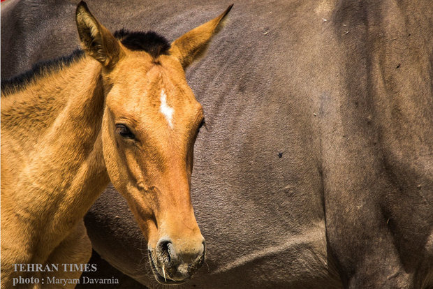 Noble Turkmen horse splendor festival makes debut in northeastern Iran