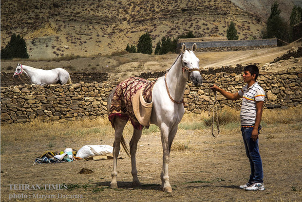 Noble Turkmen horse splendor festival makes debut in northeastern Iran