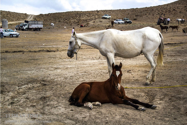 Noble Turkmen horse splendor festival makes debut in northeastern Iran