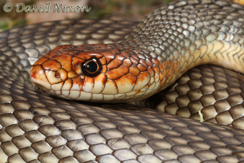 12 Iran's wildlife (2).jpg