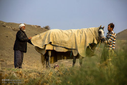 جشنواره اسب اصیل ترکمن