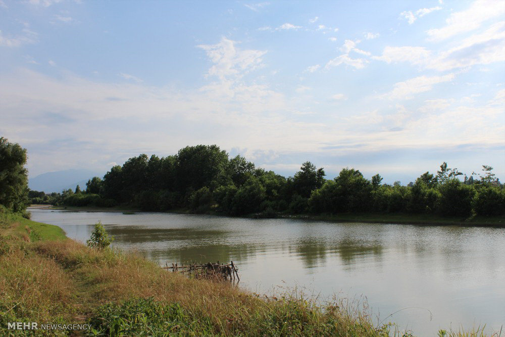 خروش «رودخانه پلرود» در شهرستان رودسر