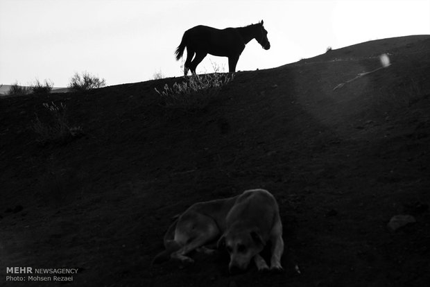 Regional Turkmen horse